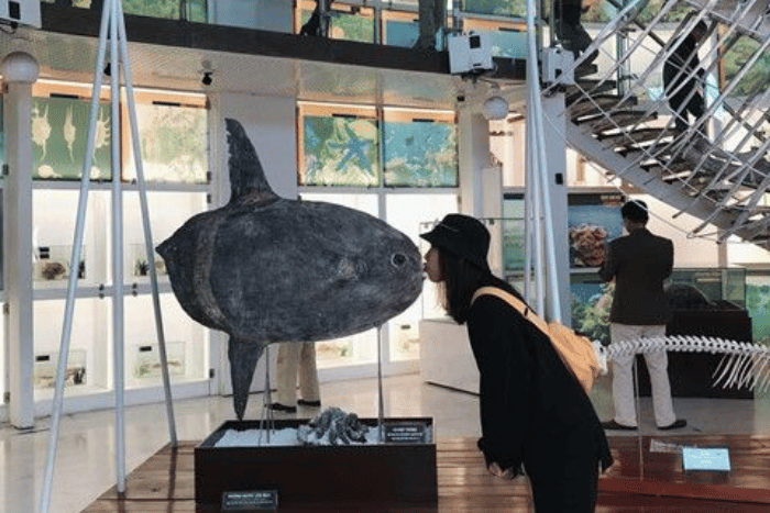 Du lịch Hạ Long trong ngày chỉ từ 1 triệu 23 khung anh dang bai 25